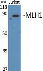MLH1 Polyclonal Antibody