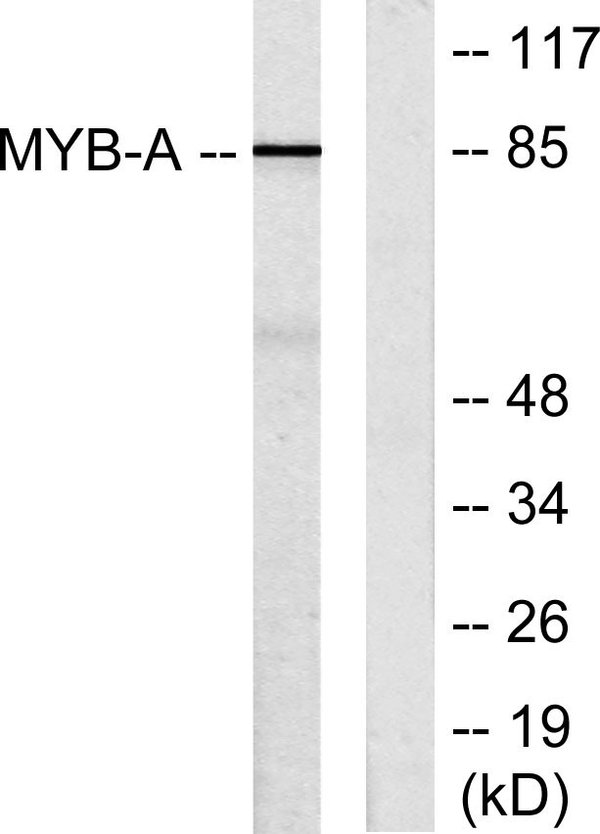 A-Myb Polyclonal Antibody