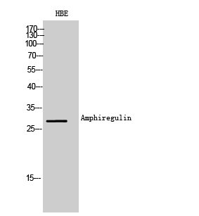 Amphiregulin Polyclonal Antibody