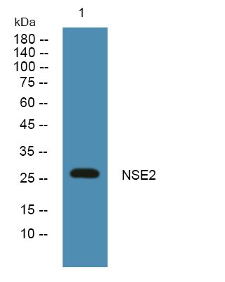 NSE2 Polyclonal Antibody