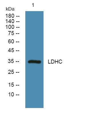 LDHC Polyclonal Antibody