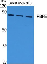 PBFE Polyclonal Antibody