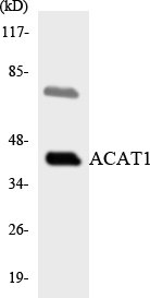 ACAT-1 Polyclonal Antibody