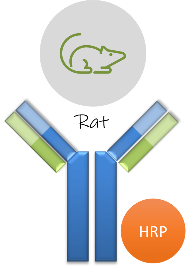 Ziege Anti-Ratte IgG (H+L) Sekundärer Antikörper, HRP